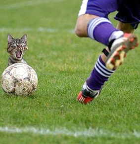 [Soccercat.jpg]