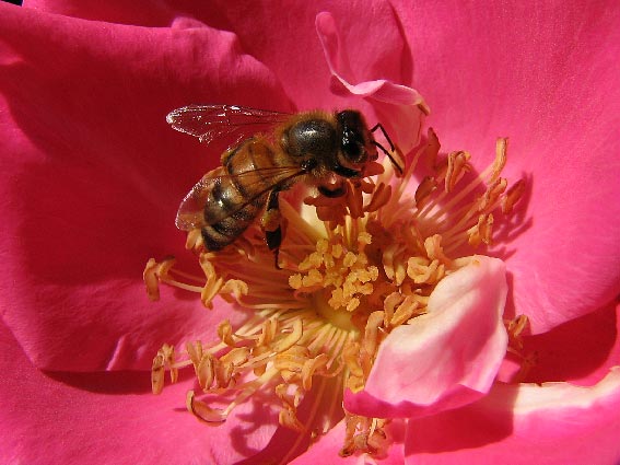[bee+on+rose.jpg]