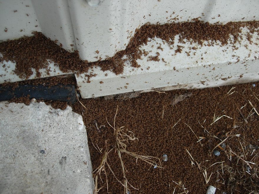 pile of dead crazy ants along a treated building foundation is typical of more heavily infested sites in Baytown, TX