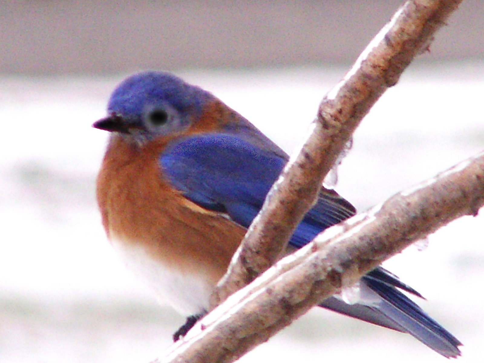 [bluebird01+winter.JPG]