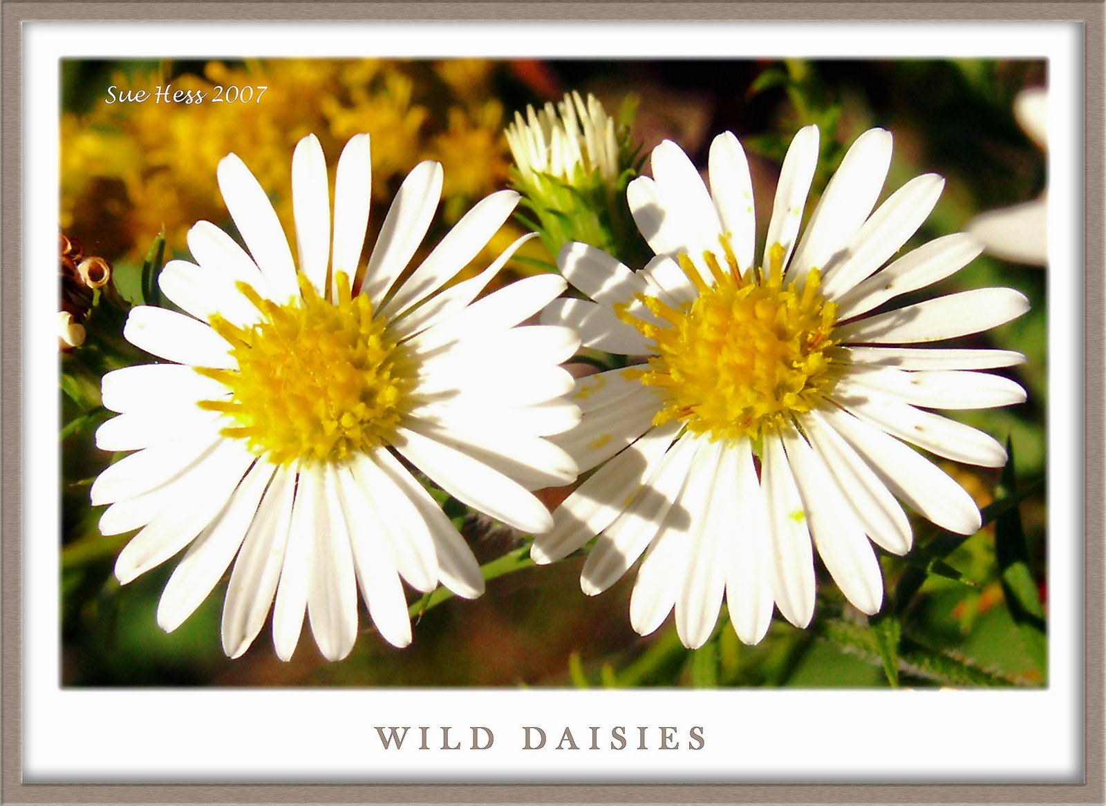 [wild+daisies.jpg]