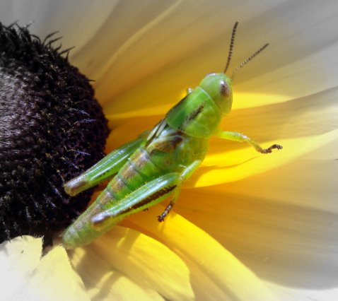 [grasshopper+flowers+best.jpg]