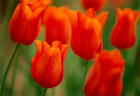 [orange-tulips-blair-455148-ga.jpg]