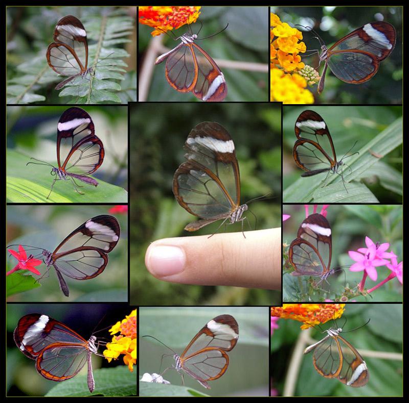 [glass+butterflies.jpg]