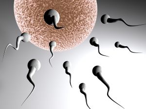 [fertility+test+doubles+woman's+chance+of+pregnancy.jpg]