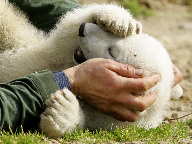 [Knut_cute_polar_bear_8.jpg]