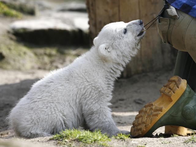[Knut_cute_polar_bear_5.jpg]