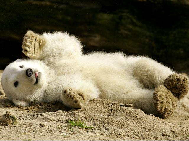 [Knut_cute_polar_bear_6.jpg]