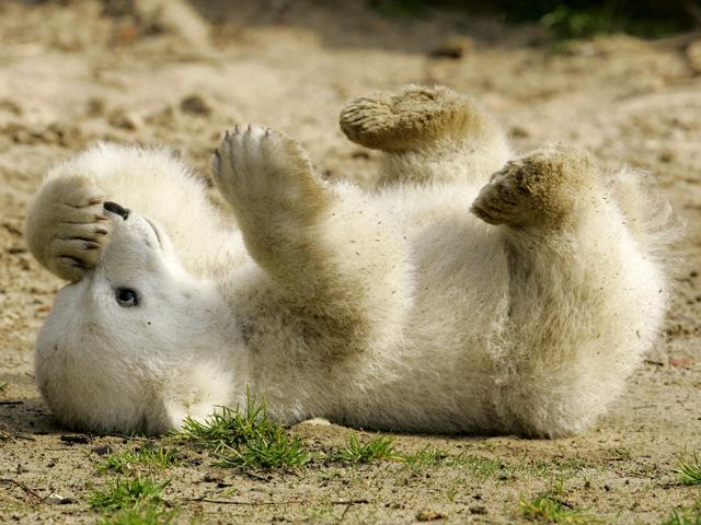 [Knut_cute_polar_bear_1.jpg]