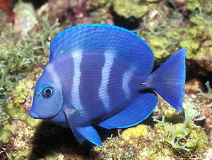 [bluefish.jpg]