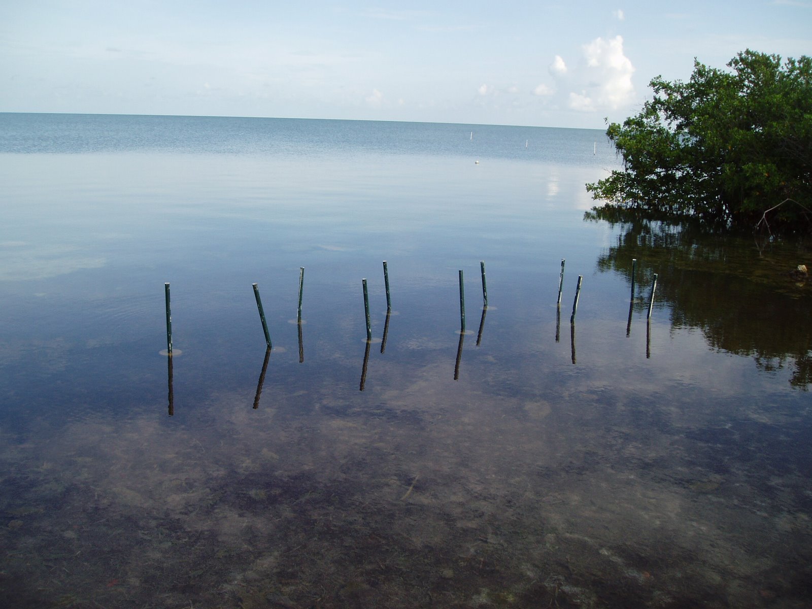 [reefball+mangroves+low+tide1+07.22.08.JPG]