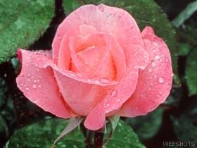 [rose-in-bloom.jpg]