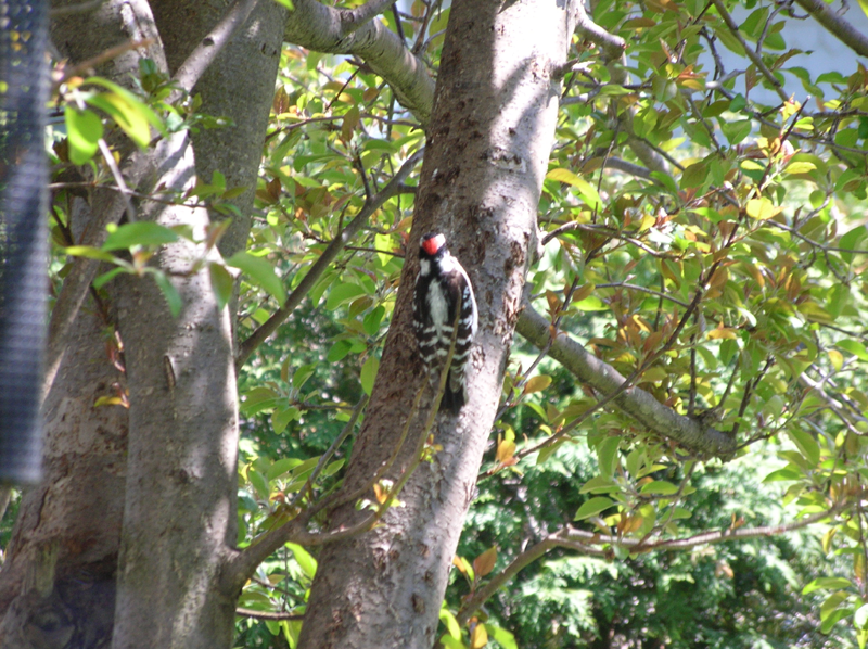 [Woodpecker.png]