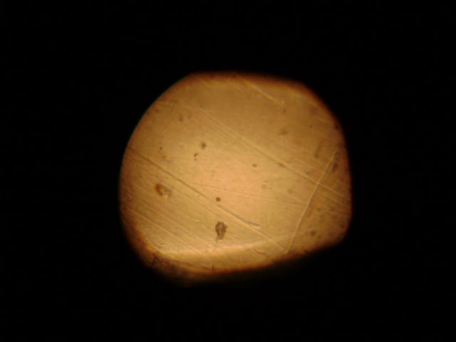 [microscopio+002.jpg]