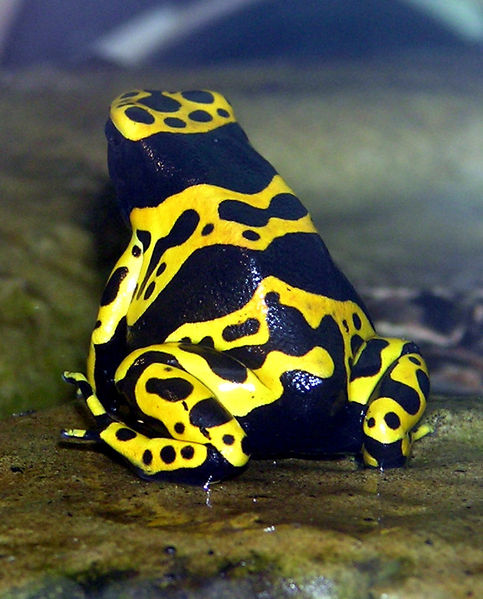 [483px-Yellow-banded.poison.dart.frog.arp.jpg]