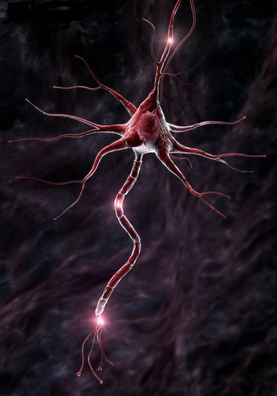[neuron.jpg]