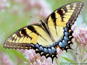 [Butterflies-of-North-America-Screen-Saver-and-Wall-w300-5226.jpg]