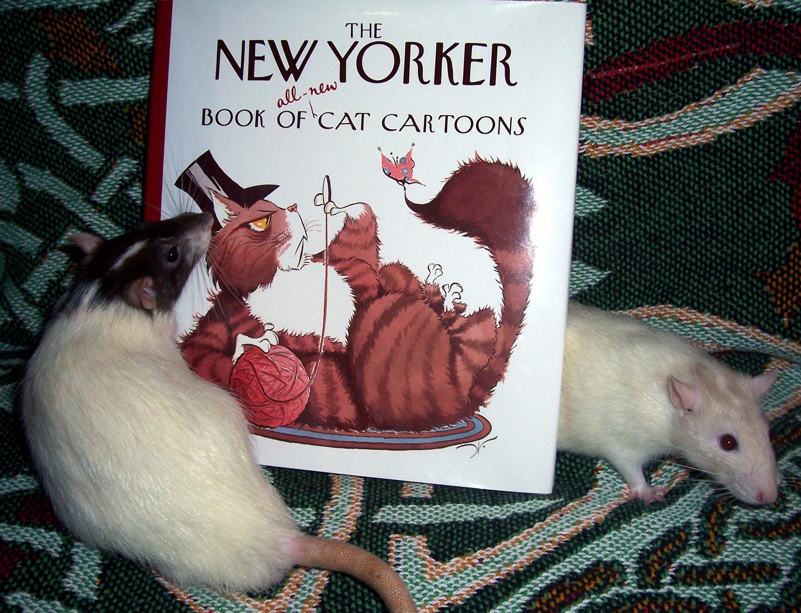 [rat+boys+w+book+5.jpg]