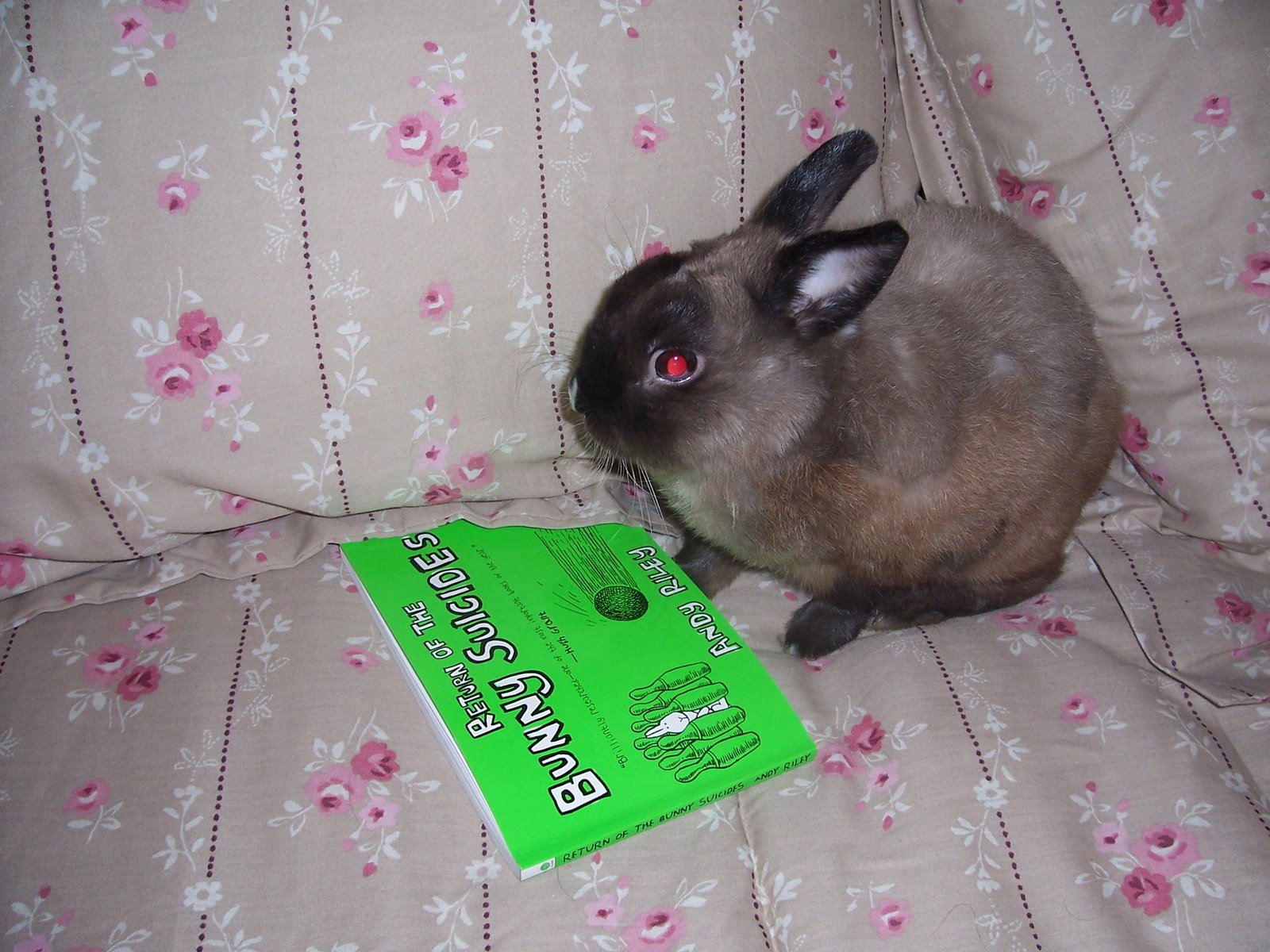 [Rabbie+and+Bunny+Suicides+Book+3.JPG]