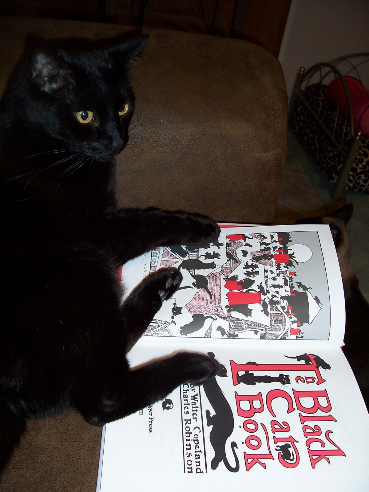 [Merlin-the+black+cat+book-reading+it+3.jpg]