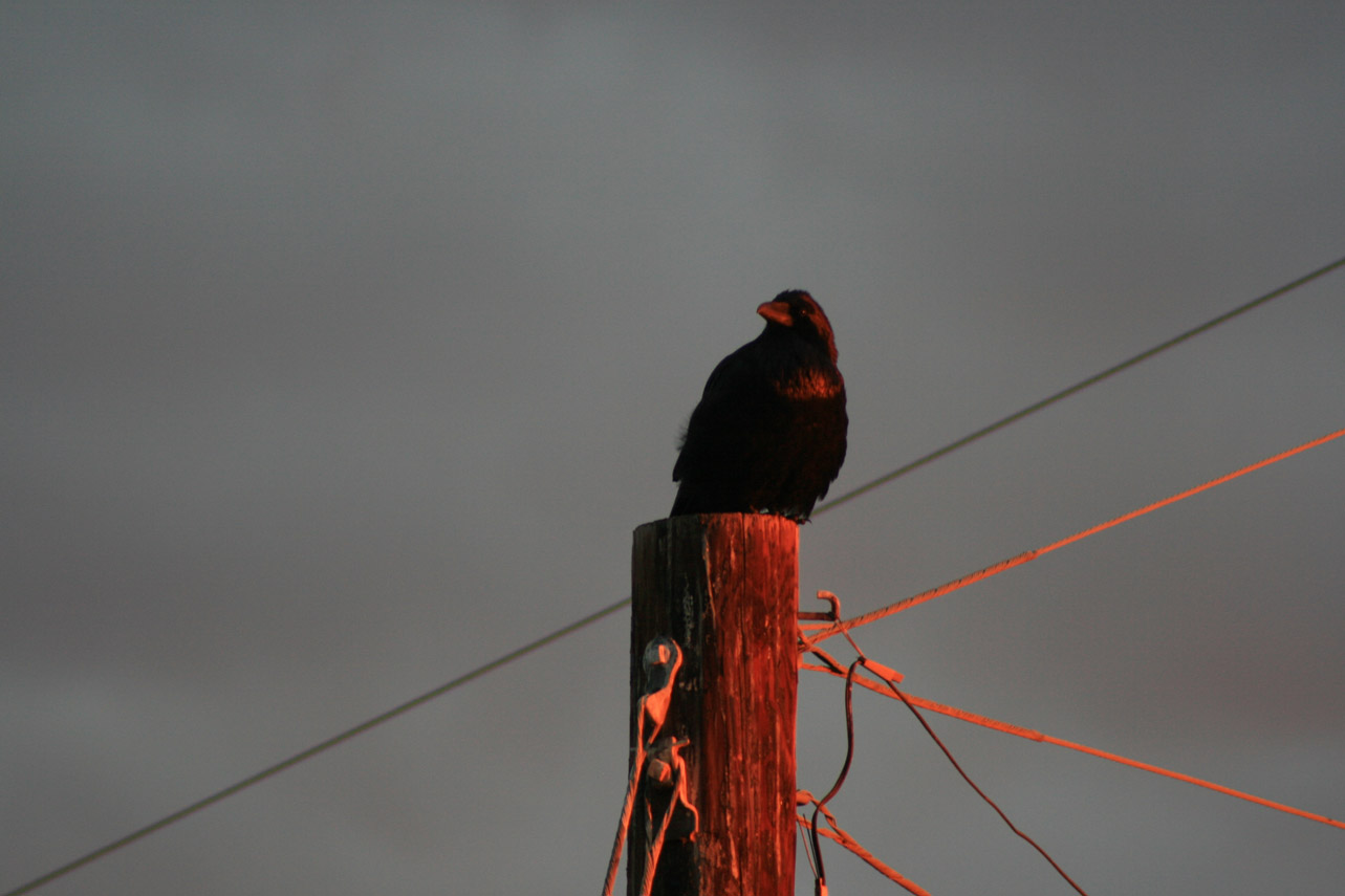 [crow+at+dawn.jpg]
