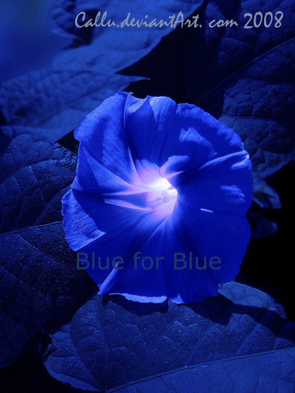 [Blue_for_Blue_by_Callu.jpg]