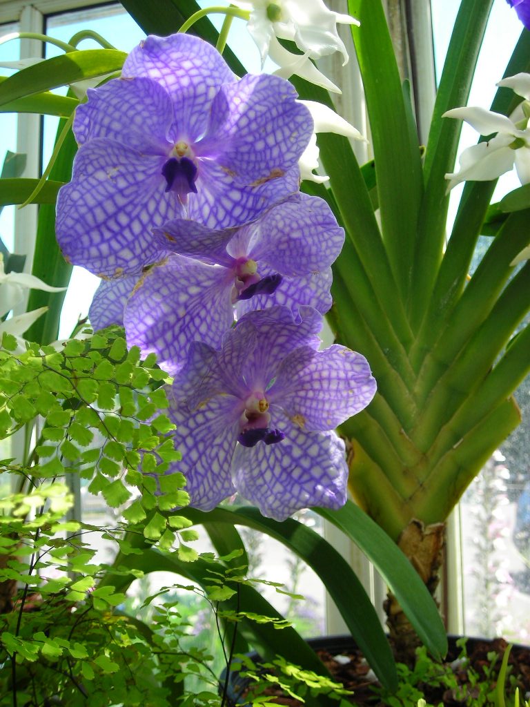 [Purple+Orchid.JPG]