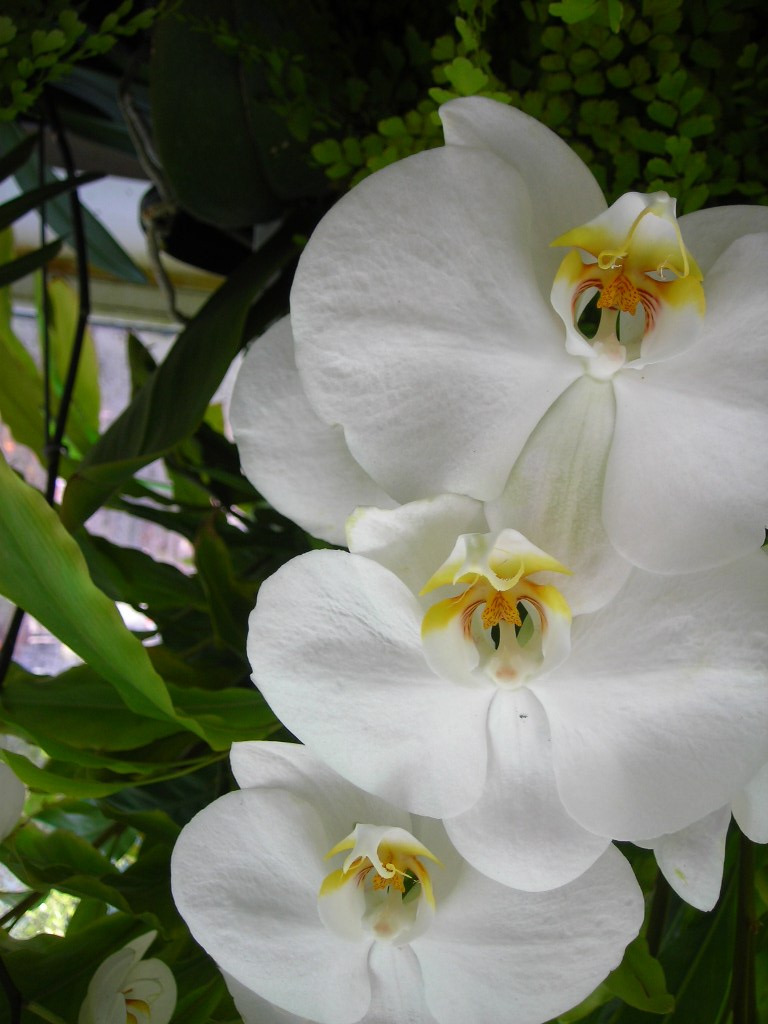 [White+Orchid.JPG]