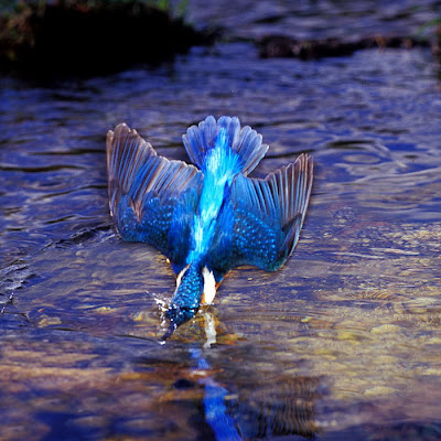 kingfisher-www.ritemail.blogspot.com005.jpg