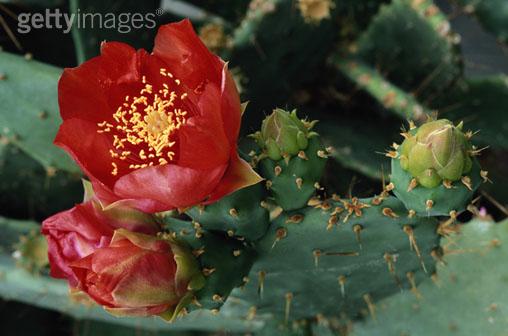 [flor+y+cactus.jpg]