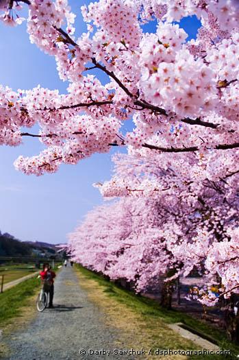 [Cherry+Blossoms+-+001.jpg]