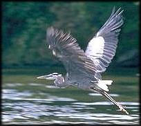 [heron-in-flight.jpg]