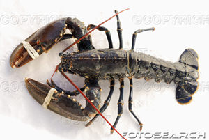 [breton-lobster-~-093125.jpg]