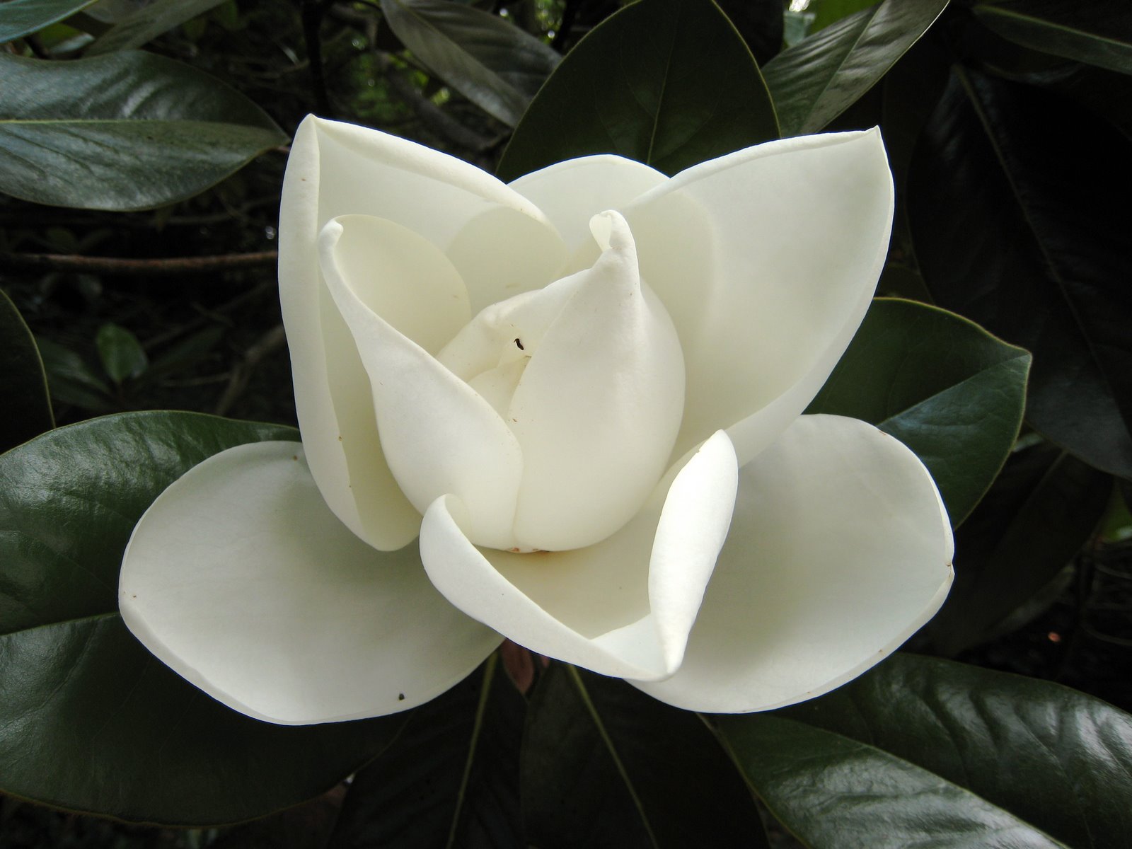 [southern+magnolia.JPG]