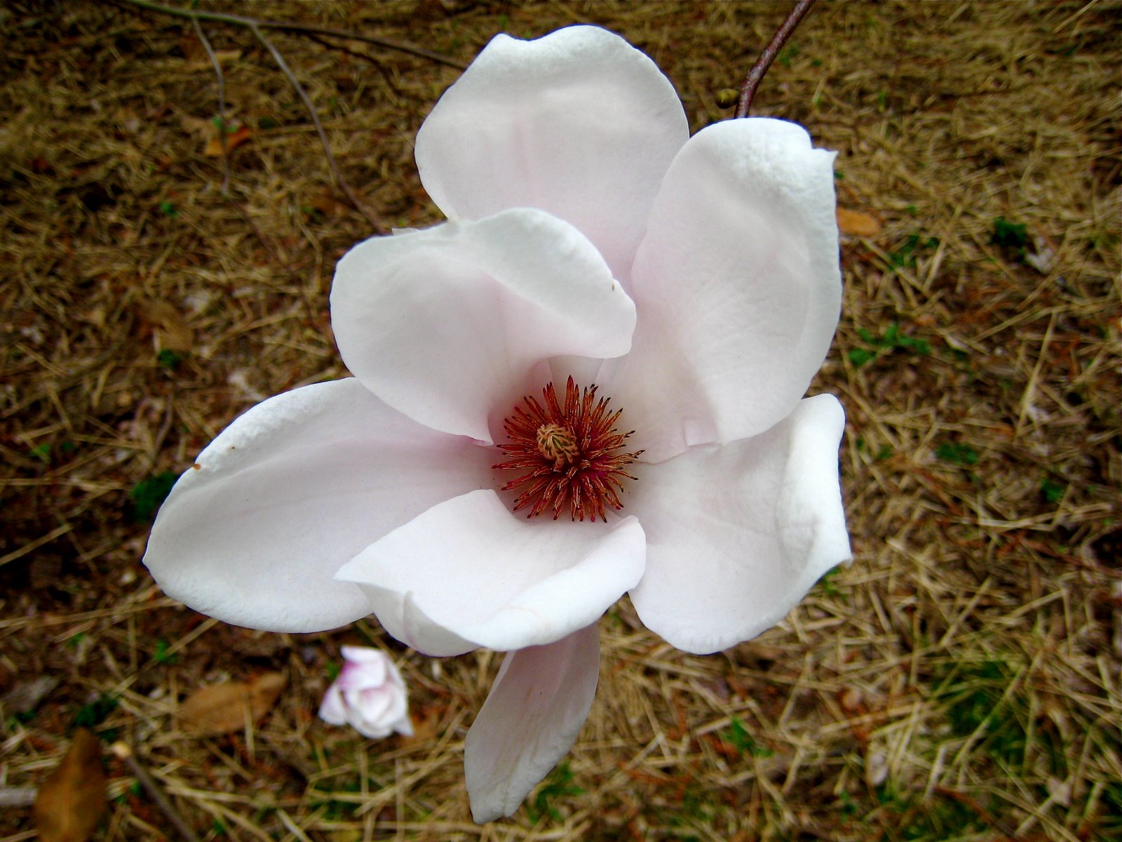 [saucer+magnolia.JPG.jpg]