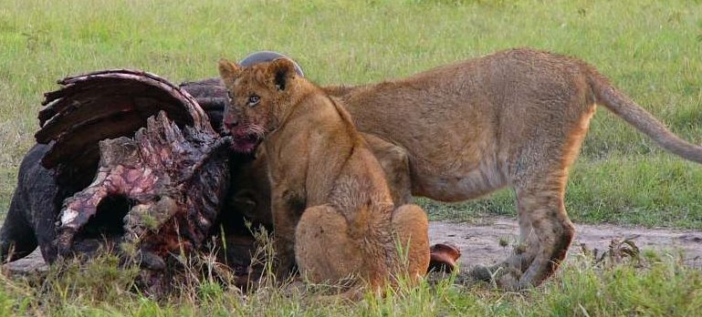 [Lions+eating+buffalo.jpg]