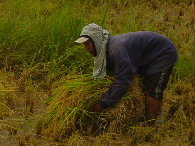 [harvesting+rice.jpg]