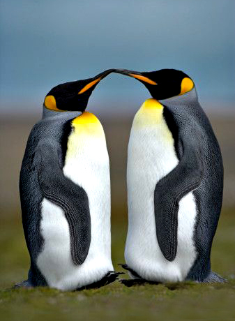 [pinguins.jpg]