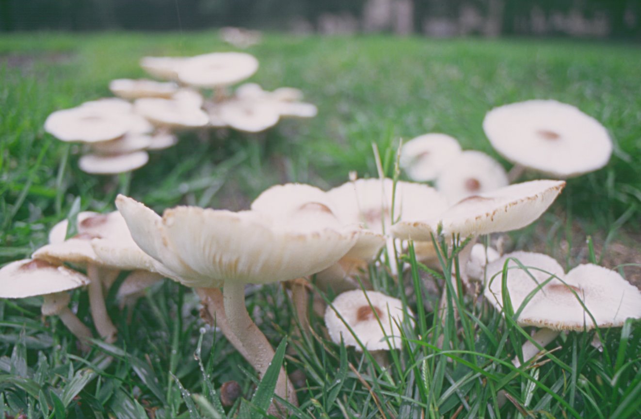[Mushrooms+SMALL.jpg]