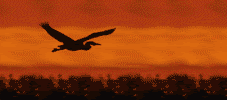 [bird_at_sunset.gif]