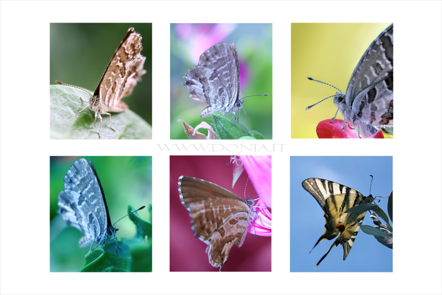 [Butterflies_by_donia.jpg]