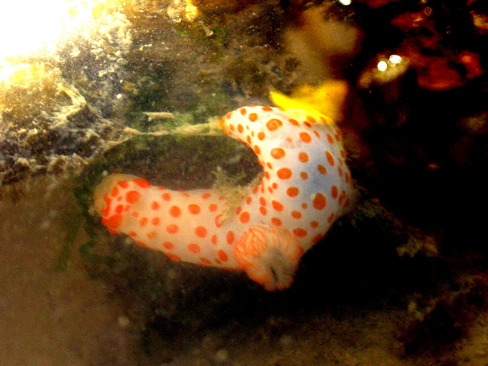 Gymnodoris rubropapulosa nudibranch