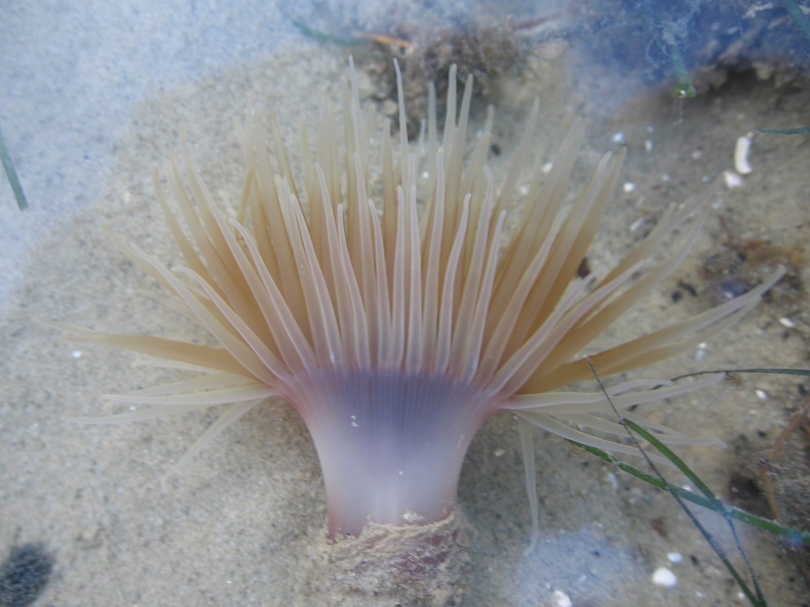peakcock anemone