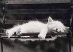 [Cat+Sleeping.jpg]