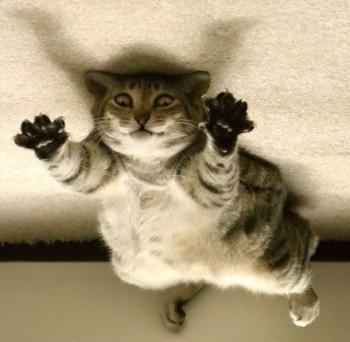 [flying_cat_gato_volador.jpg]