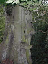 Tree in King Arthur's Wood