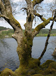 Old tree beside the loch in Scotland