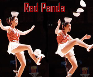 [red+panda.jpg]