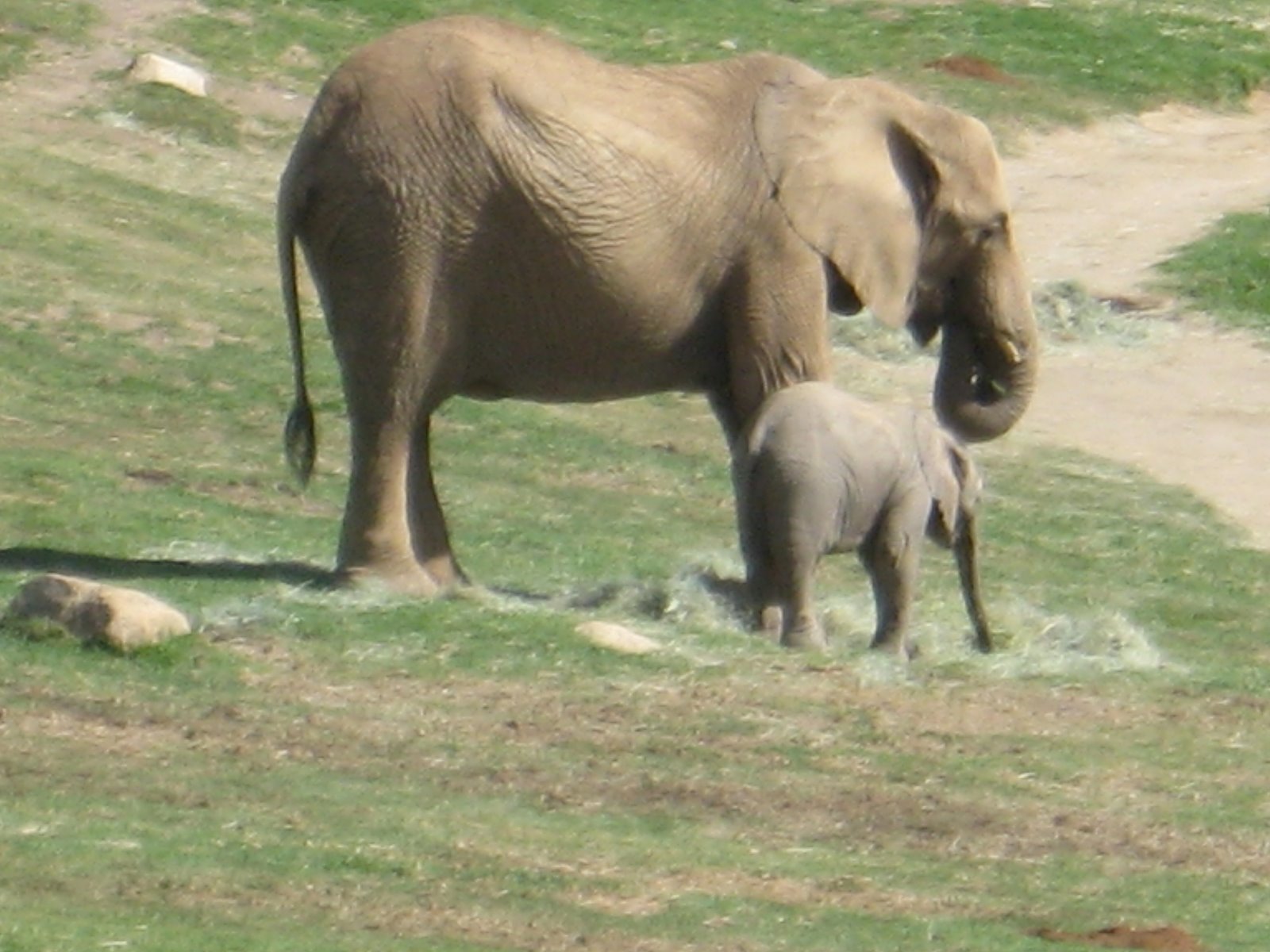 [mama+and+baby+elephant.JPG]