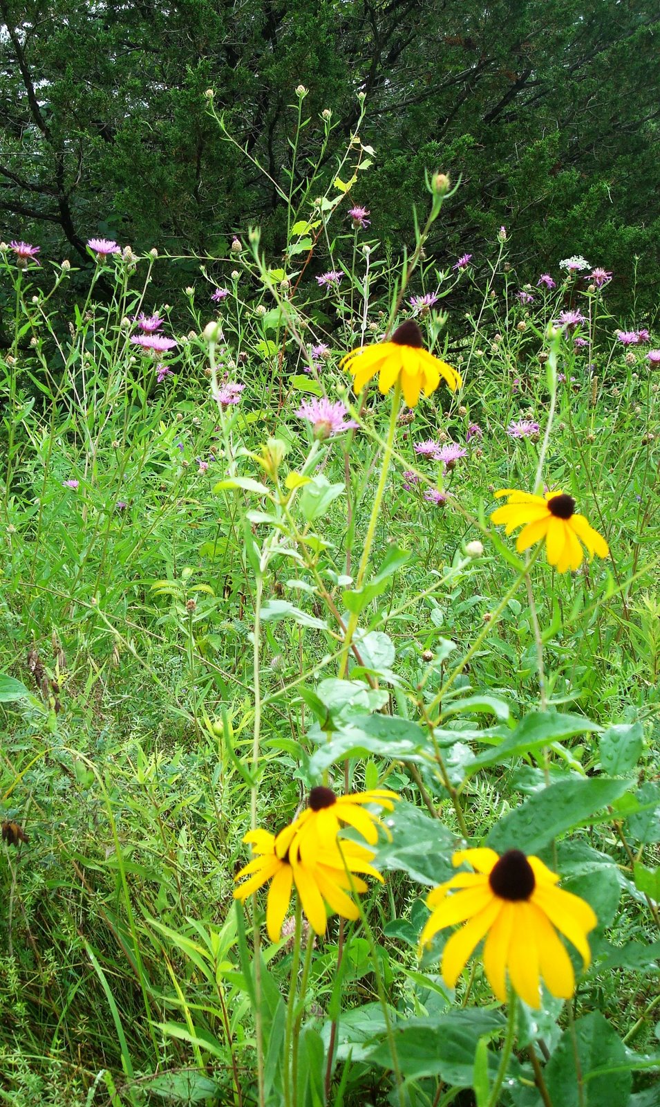 [2008+july+sony+summer+wildflowers+005.jpg]